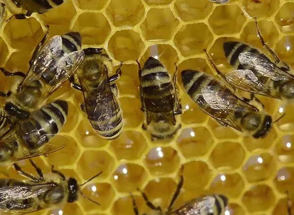 Bagremova paša - pčele na cvetu bagrema